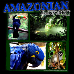 Marching Band Show Amazonian Rainforest